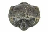 Wide, Enrolled Austerops Trilobite - Morocco #252631-2